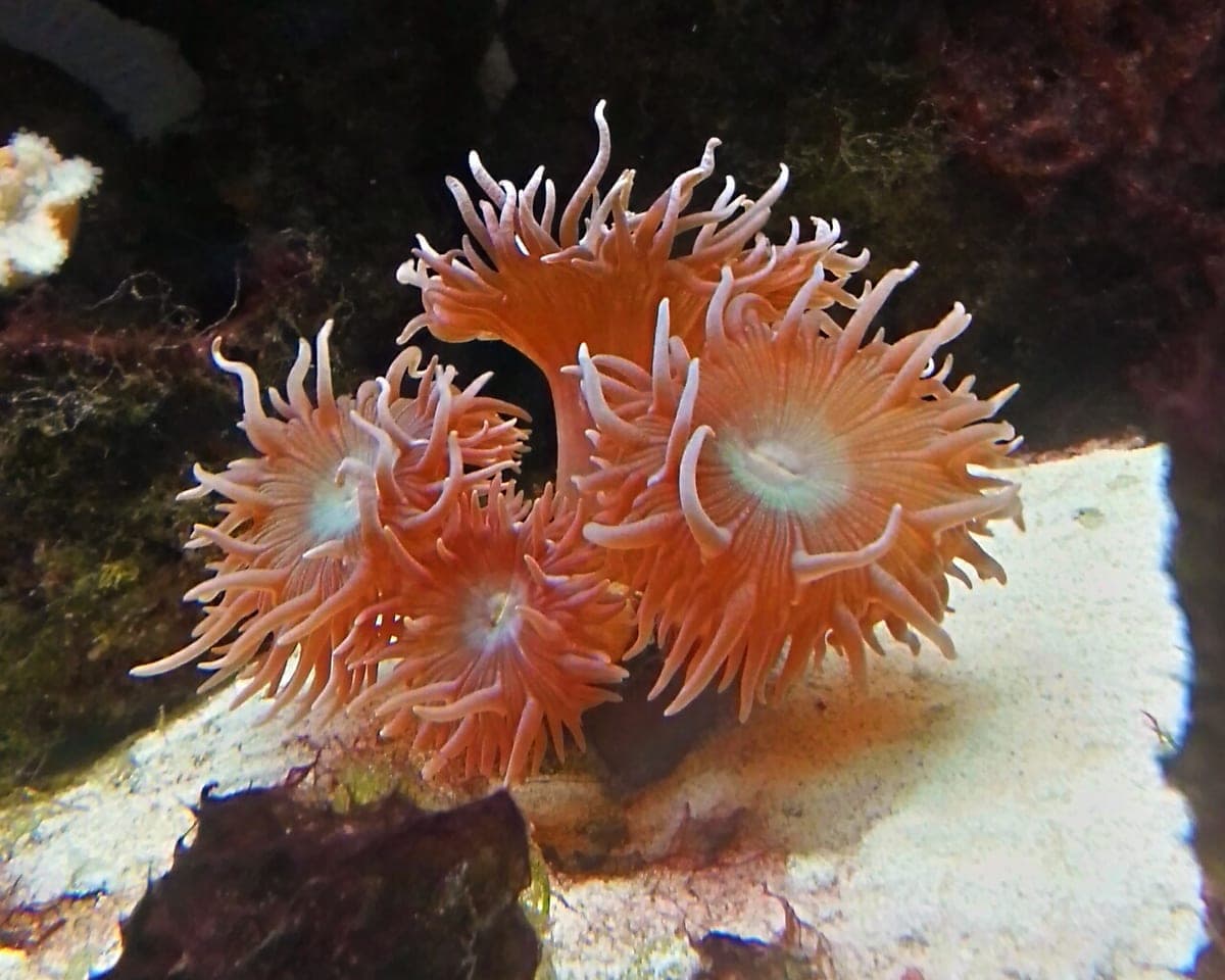 Duncan Coral (10-head)