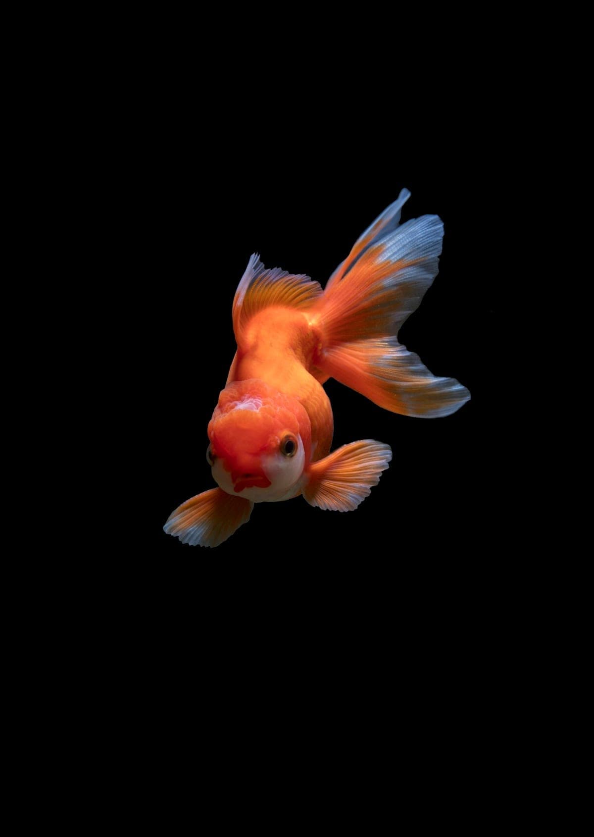 Colorful saltwater tropical fish against a dark reef background β Aquaholic Aquarium Services, West Palm Beach
