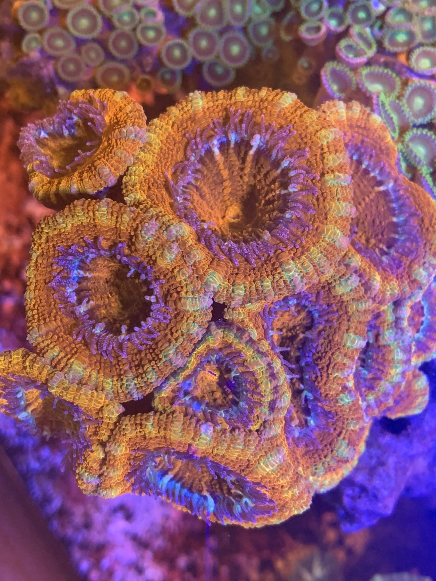 Top 10 Corals for Beginner Reef Keepers