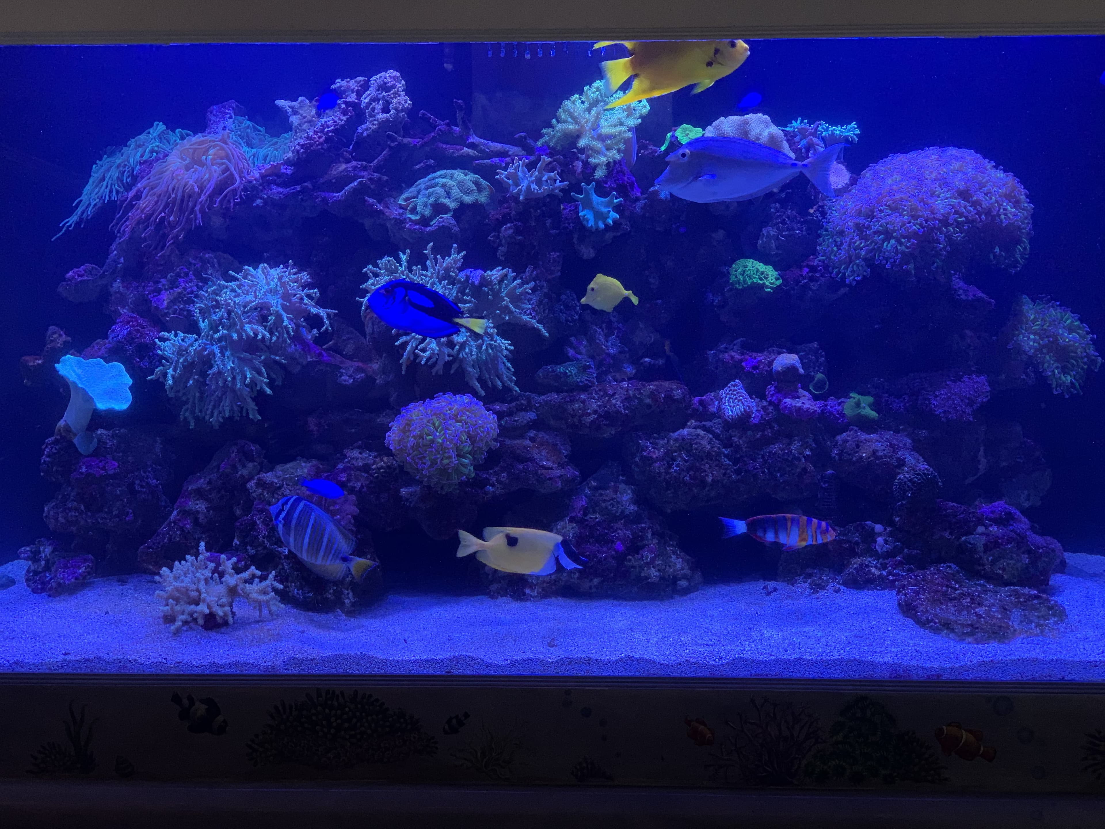 Established saltwater reef aquarium with dense coral and colorful fish β mature reef build maintained by Aquaholic Aquarium Services