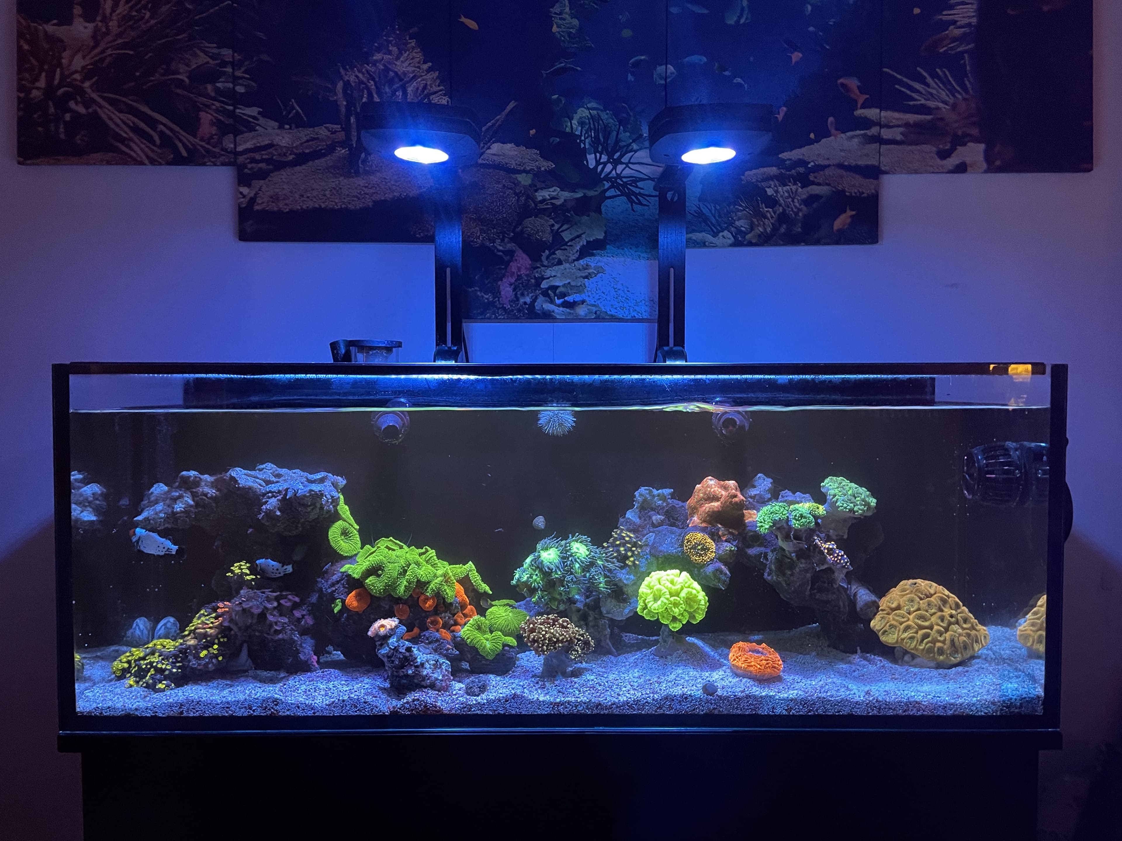Vibrant green and orange coral reef aquascape under blue LED lighting with reef art backdrop β custom build by Aquaholic Aquarium Services