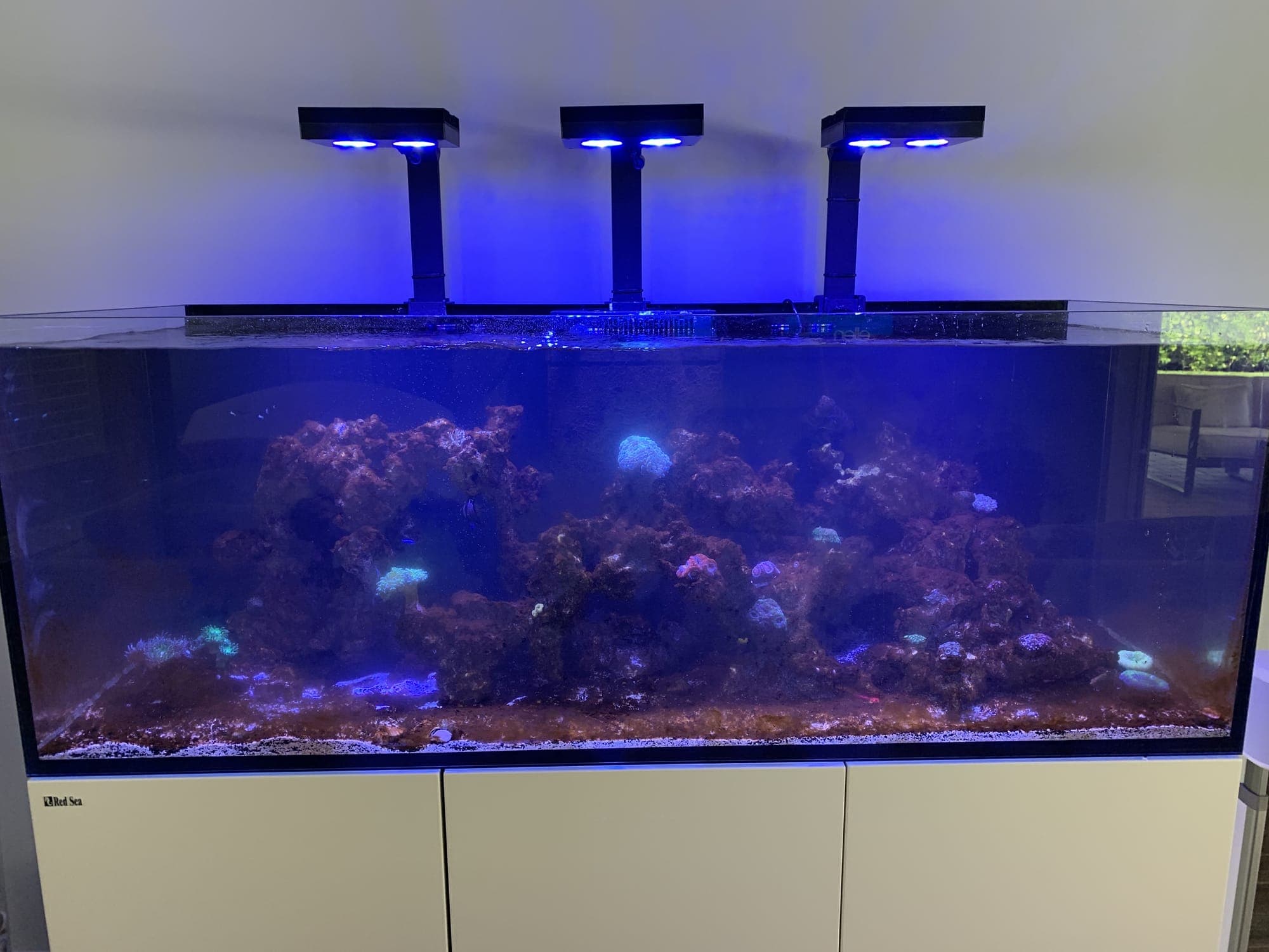 How to Cycle a Saltwater Tank in 30 Days